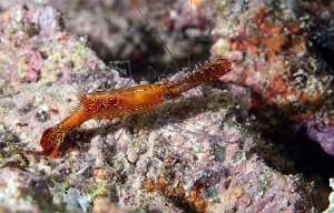 Raja Ampat 2019 - DSC08223_rc - Long nose rock shrimp - Crevette donald duck - Leander plumosus